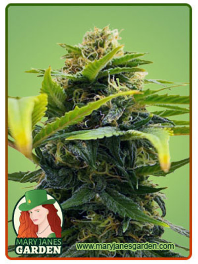 Auto Solomatic CBD