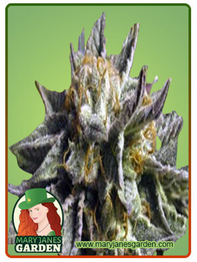 BC God Bud Regular