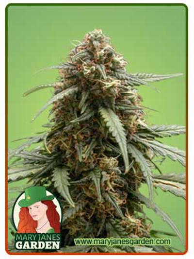 Berry Autoflowering