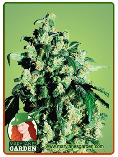 Berry White