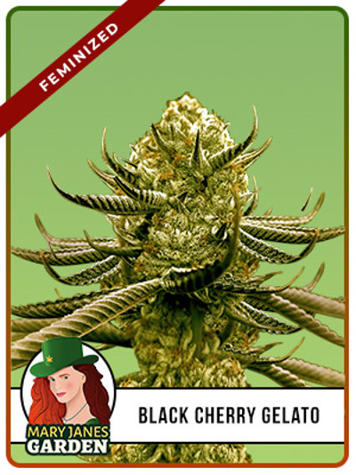 Black Cherry Gelato