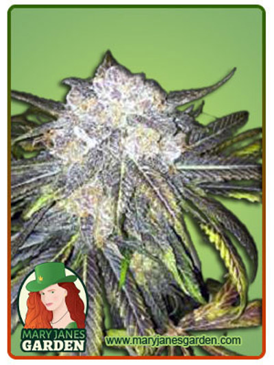 Black Cherry OG
