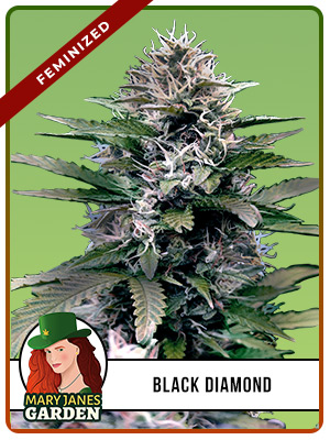 Black Diamond