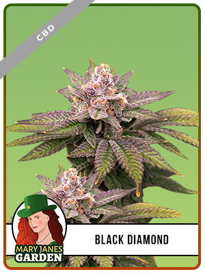 black-diamond-cbd-image