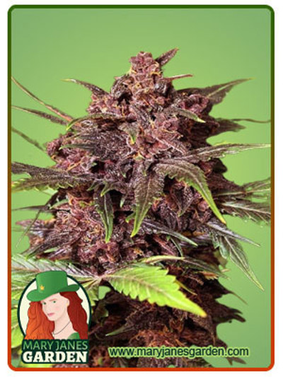 Black Haze Regular