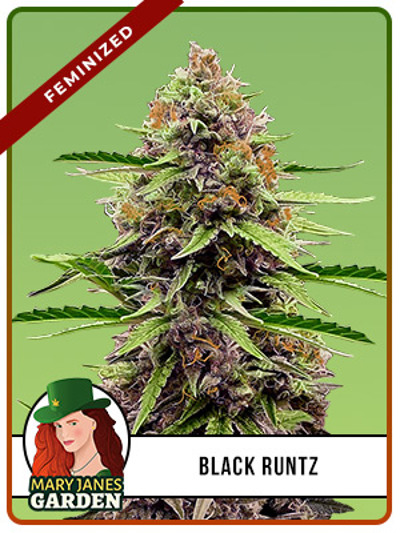 Black Runtz