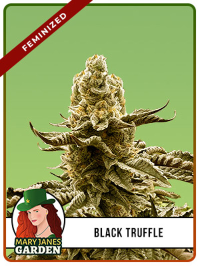 Black Truffle