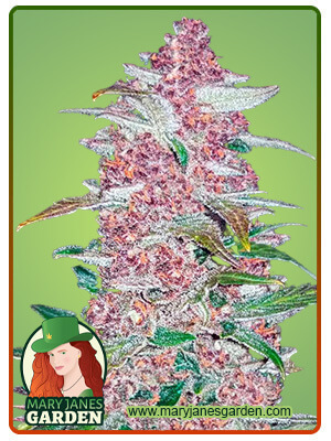 Blackberry Autoflowering