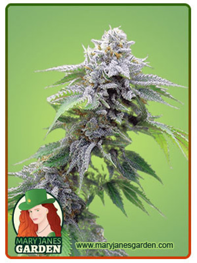 Blue Cookies
