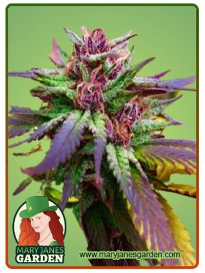 Blue Diesel Regular