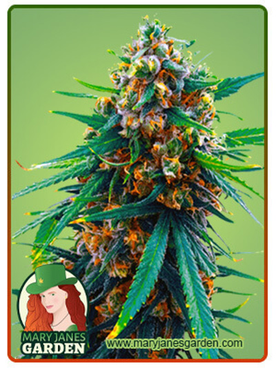 Blueberry