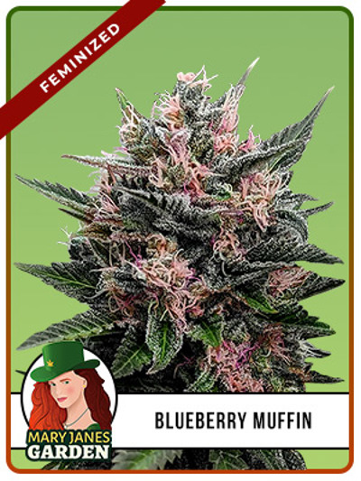 Blueberry Muffin