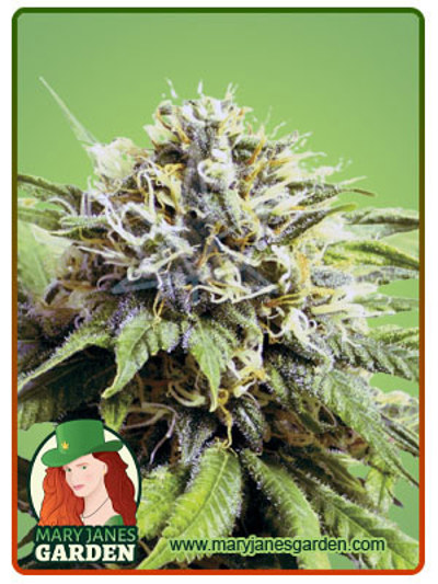 Blueberry OG
