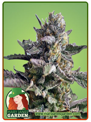 Blueberry Yum Yum Autoflowering