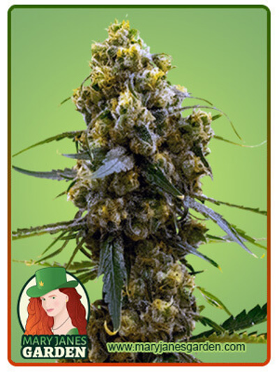 Bruce Banner
