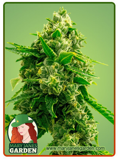 Bruce Banner 2.0