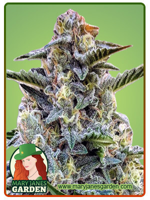 Bruce Banner Regular