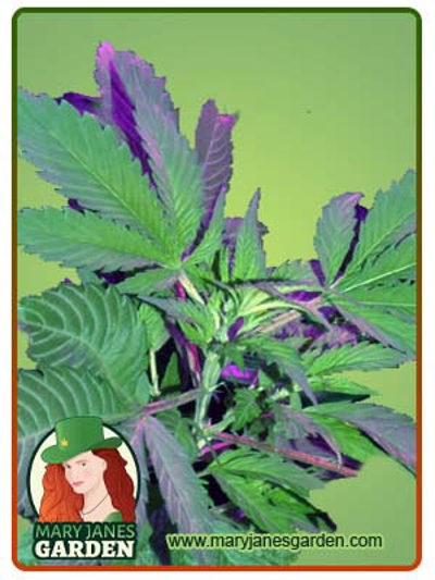 Bubba God Regular