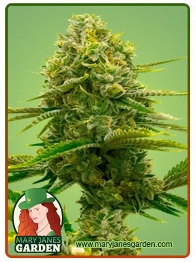 Bubblegum