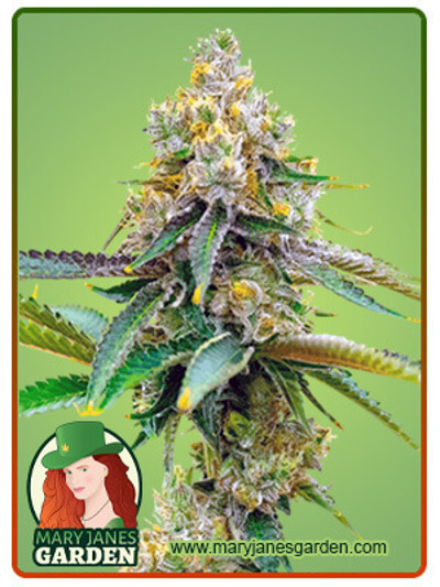 Bubblegum Haze