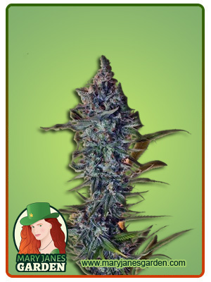 Cafe Racer Autoflowering