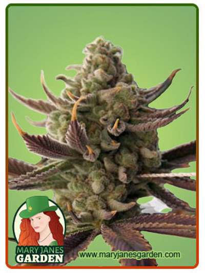 Cali Kush