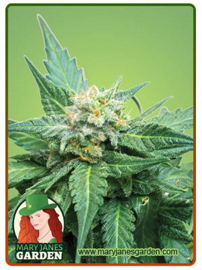 Cali Kush CBD