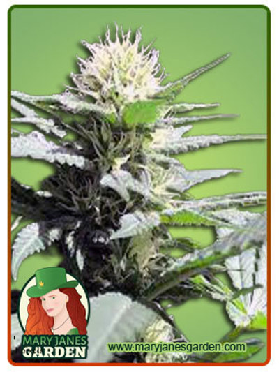 Cali Og Kush x Haze