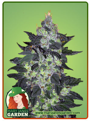 Candy Cane Autoflowering