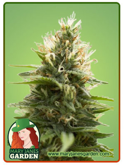 Candy Jack