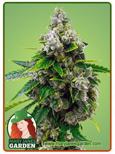 Candy Kush