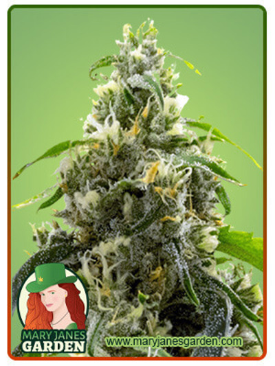 Candyland Peyote