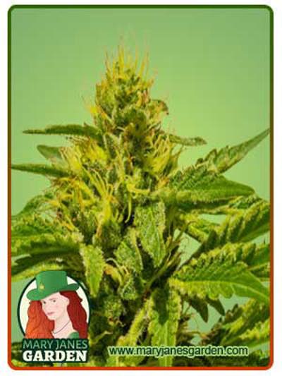 Cataract Kush
