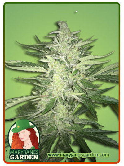 CB Auto Cheese