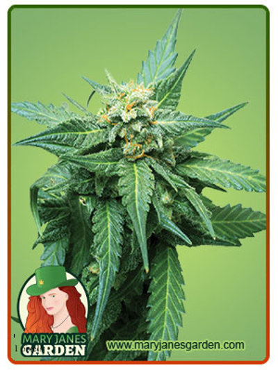 CB Diesel