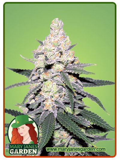 CB Dutch Treat