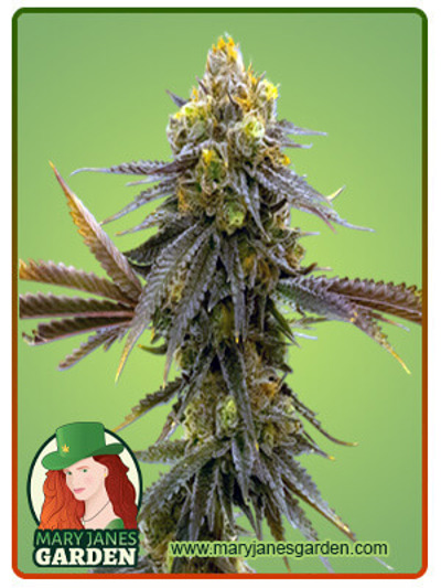 CBD ACDC