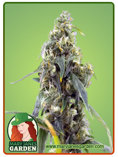 CBD Black Diesel