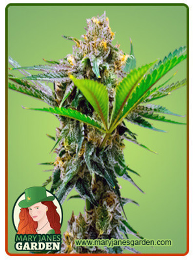 CBD Cheese