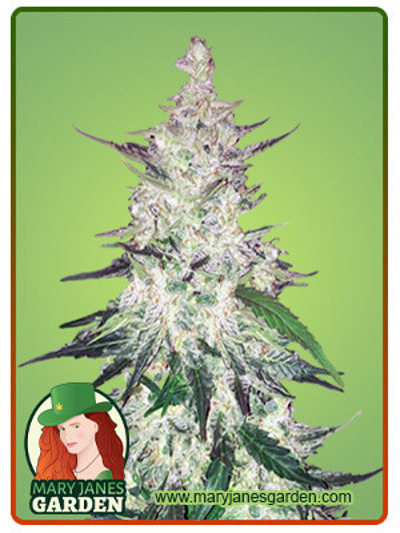 CBD Diesel
