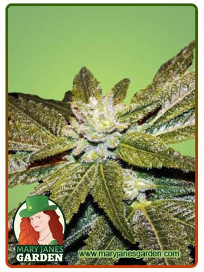 CBD Elixir Regular