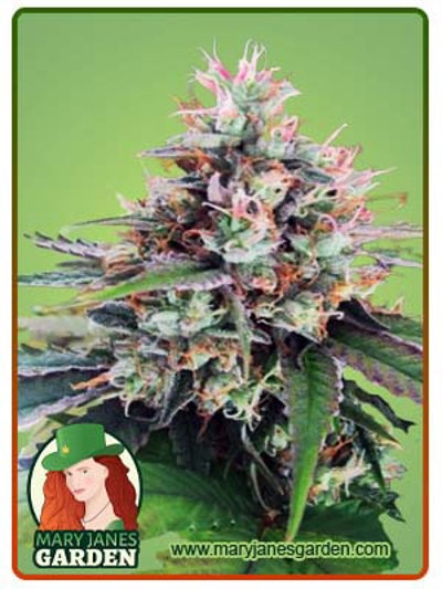 CBD God Regular