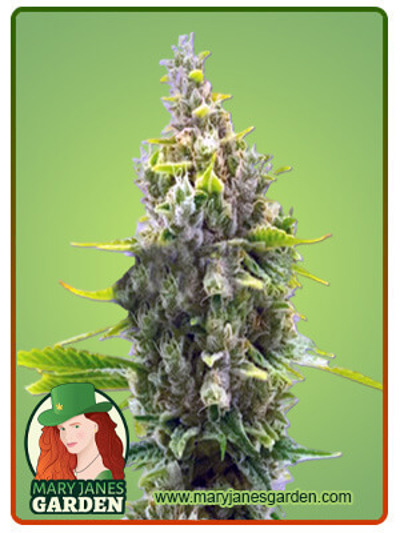 CBD Haze
