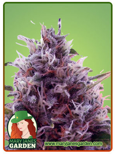CBD Kali Kush