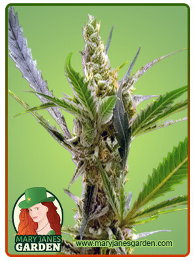 CBD Kush