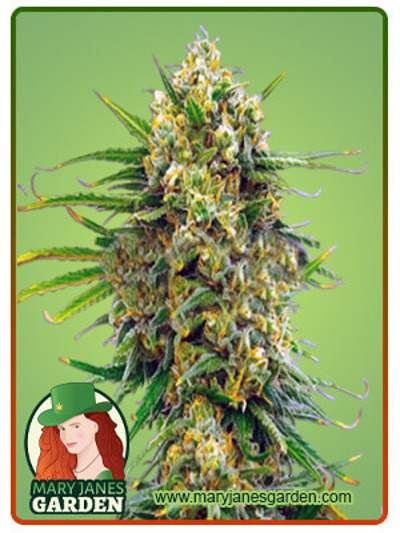CBD Mexican