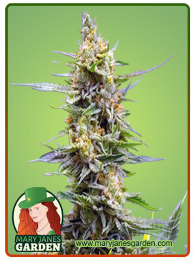CBD Strawberry Kush