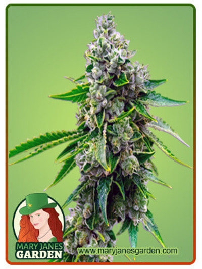 CBD Tangie