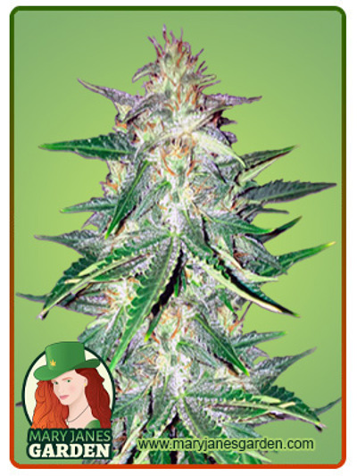 CBD Zkittlez