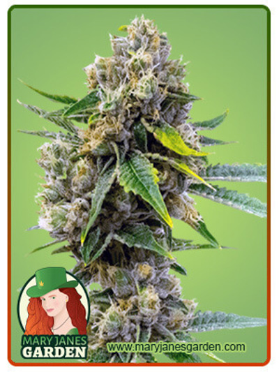 Cheese Diesel